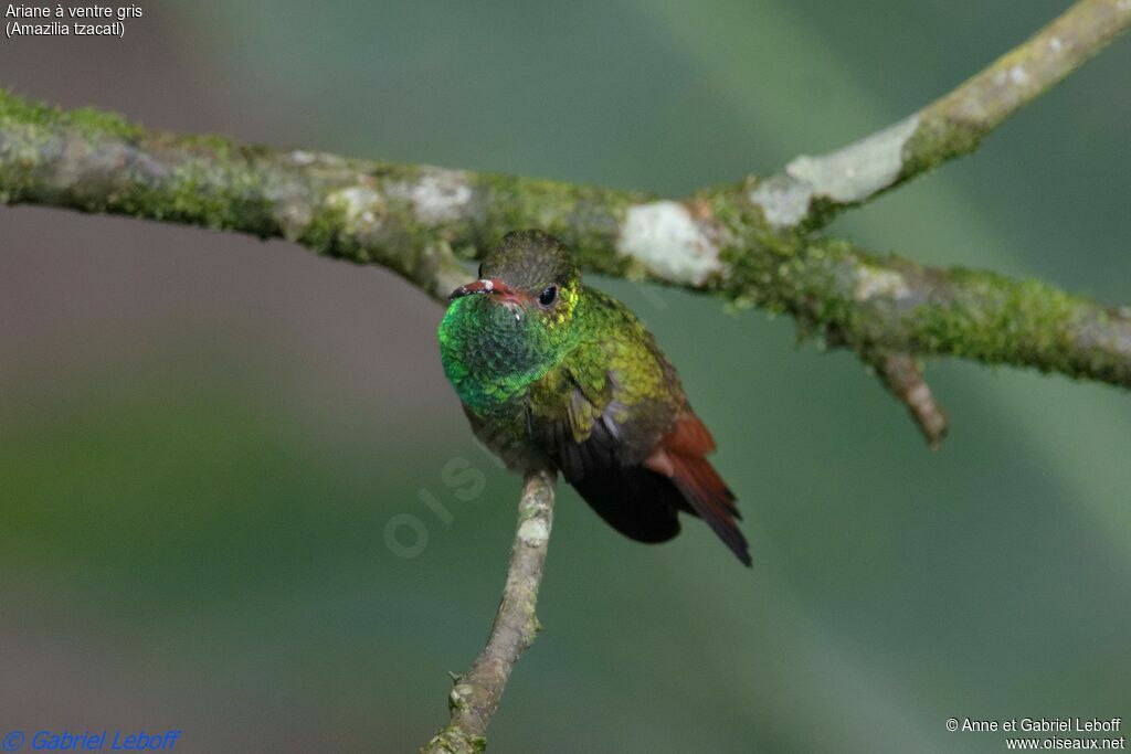 Rufous-tailed Hummingbird male adult