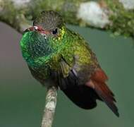 Rufous-tailed Hummingbird