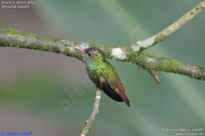 Rufous-tailed Hummingbird male adult