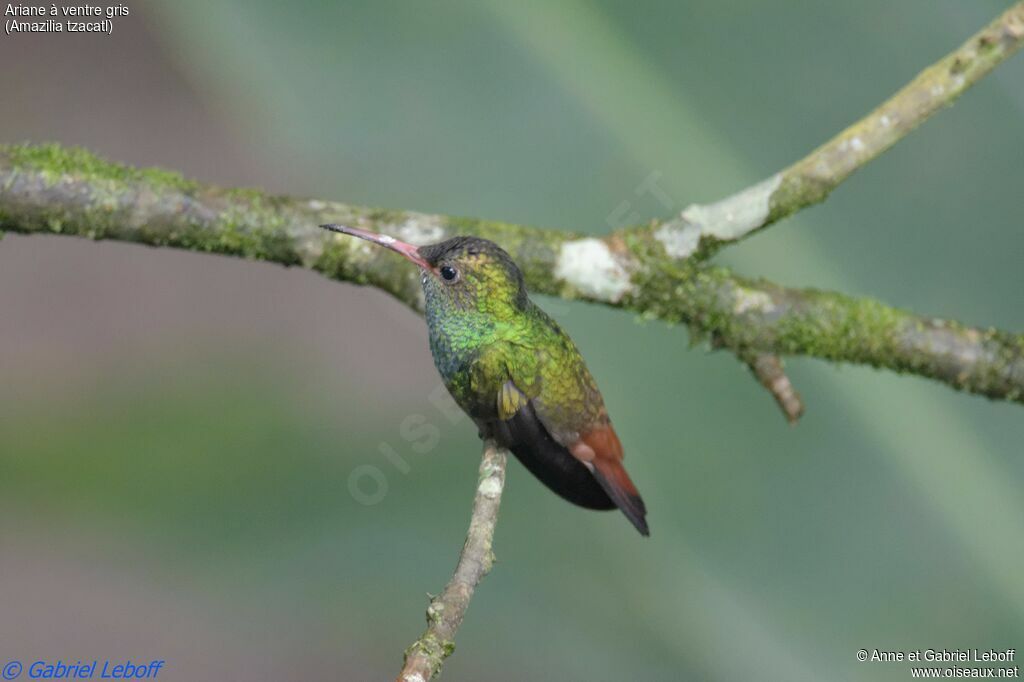 Rufous-tailed Hummingbird male adult