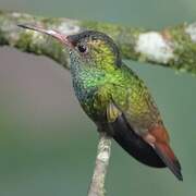 Rufous-tailed Hummingbird