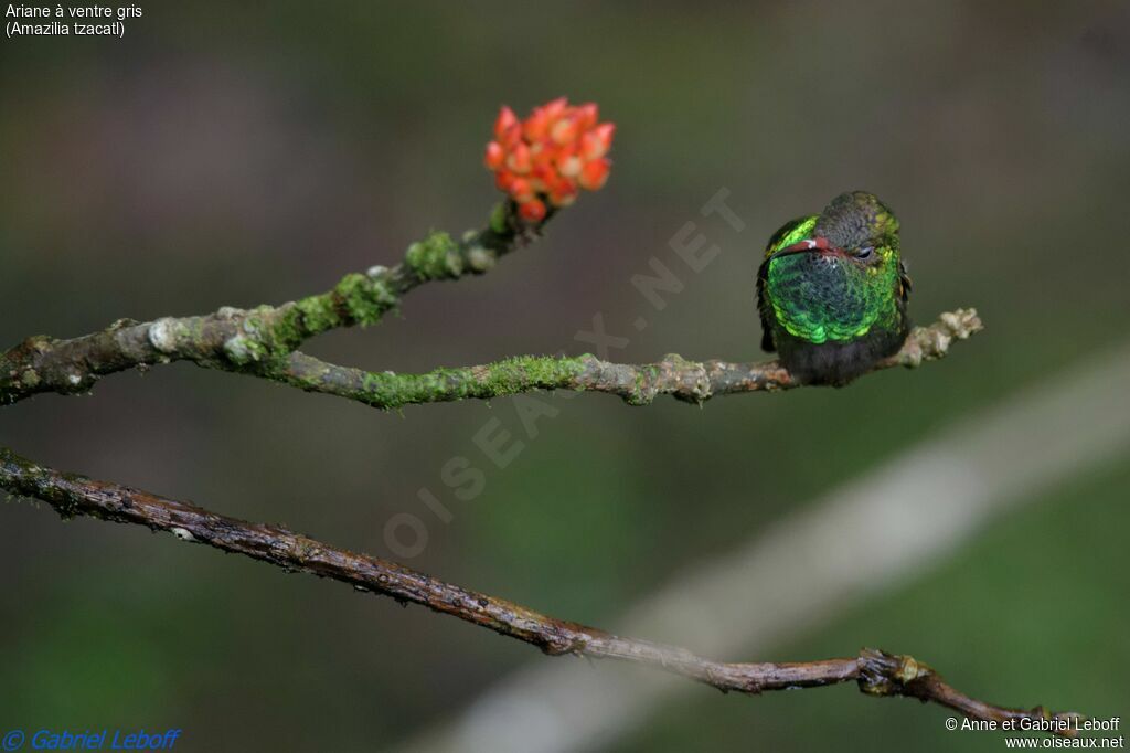 Rufous-tailed Hummingbird male adult