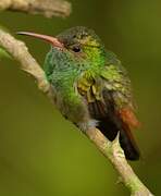 Rufous-tailed Hummingbird