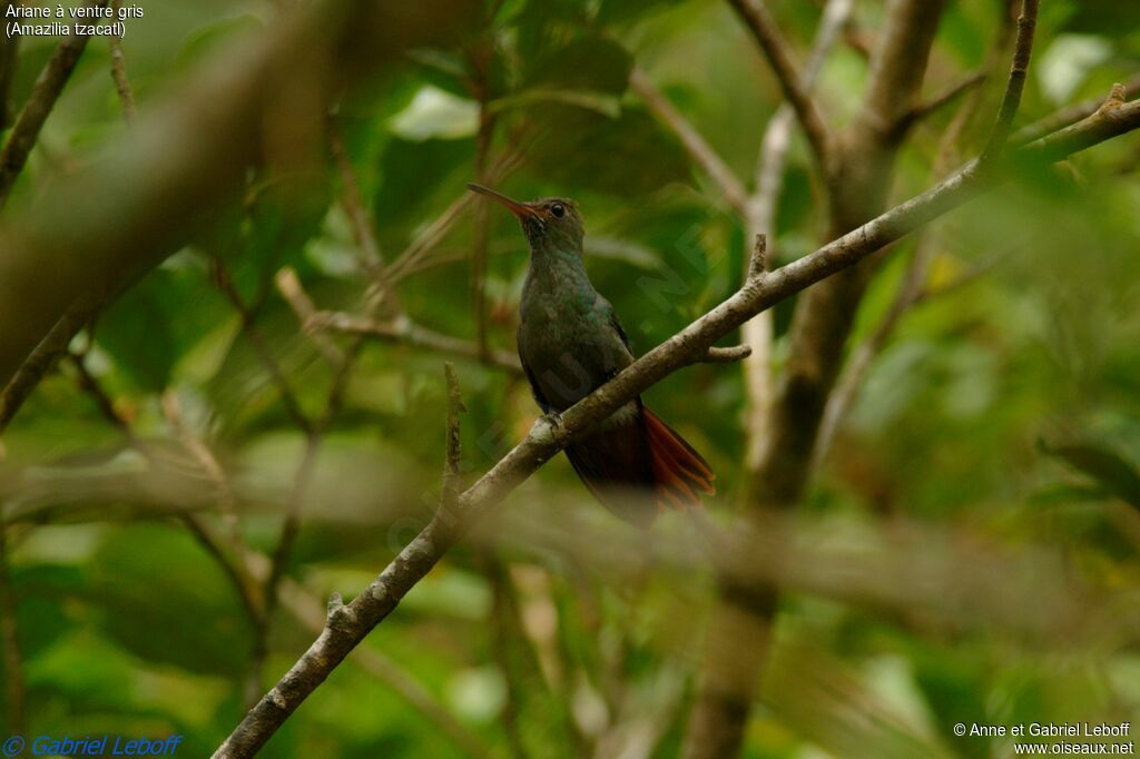 Rufous-tailed Hummingbird male adult