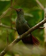 Rufous-tailed Hummingbird