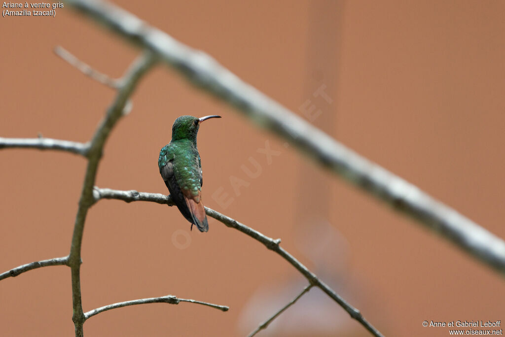 Rufous-tailed Hummingbird