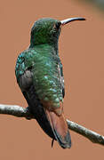 Rufous-tailed Hummingbird