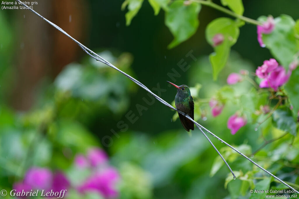 Rufous-tailed Hummingbird