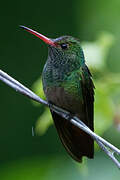 Rufous-tailed Hummingbird