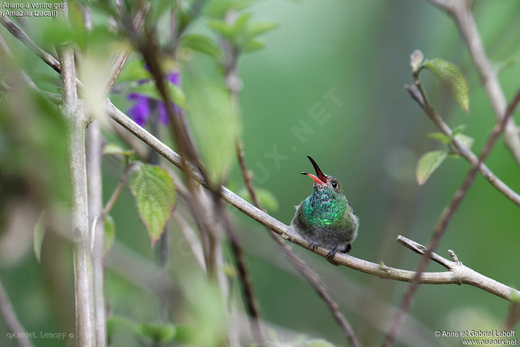 Rufous-tailed Hummingbirdimmature