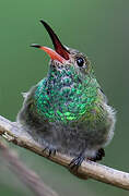 Rufous-tailed Hummingbird