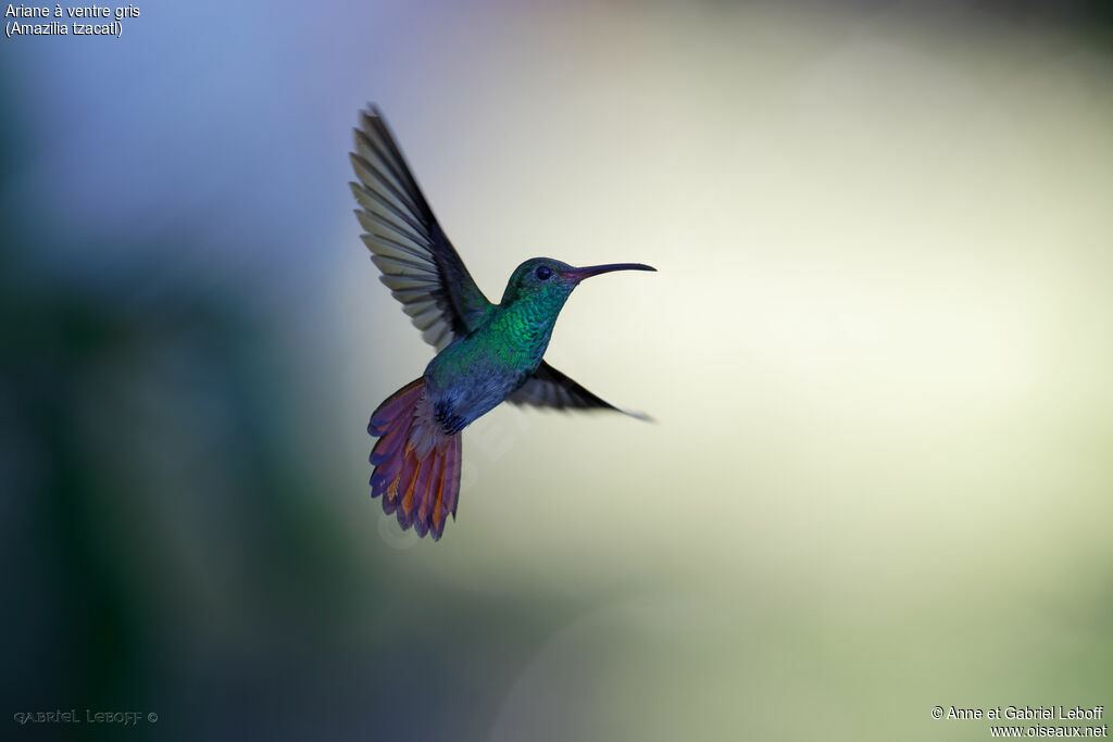 Rufous-tailed Hummingbird