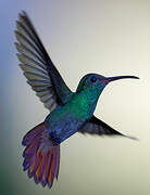 Rufous-tailed Hummingbird