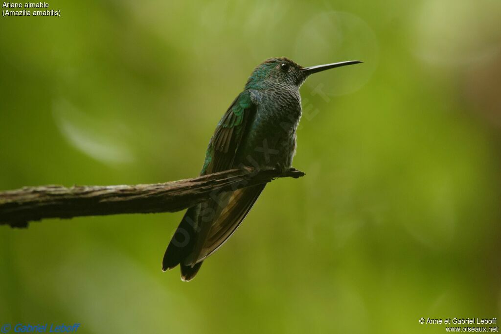 Blue-chested Hummingbird female adult