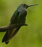 Blue-chested Hummingbird