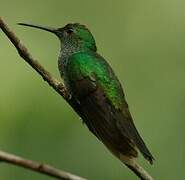 Blue-chested Hummingbird