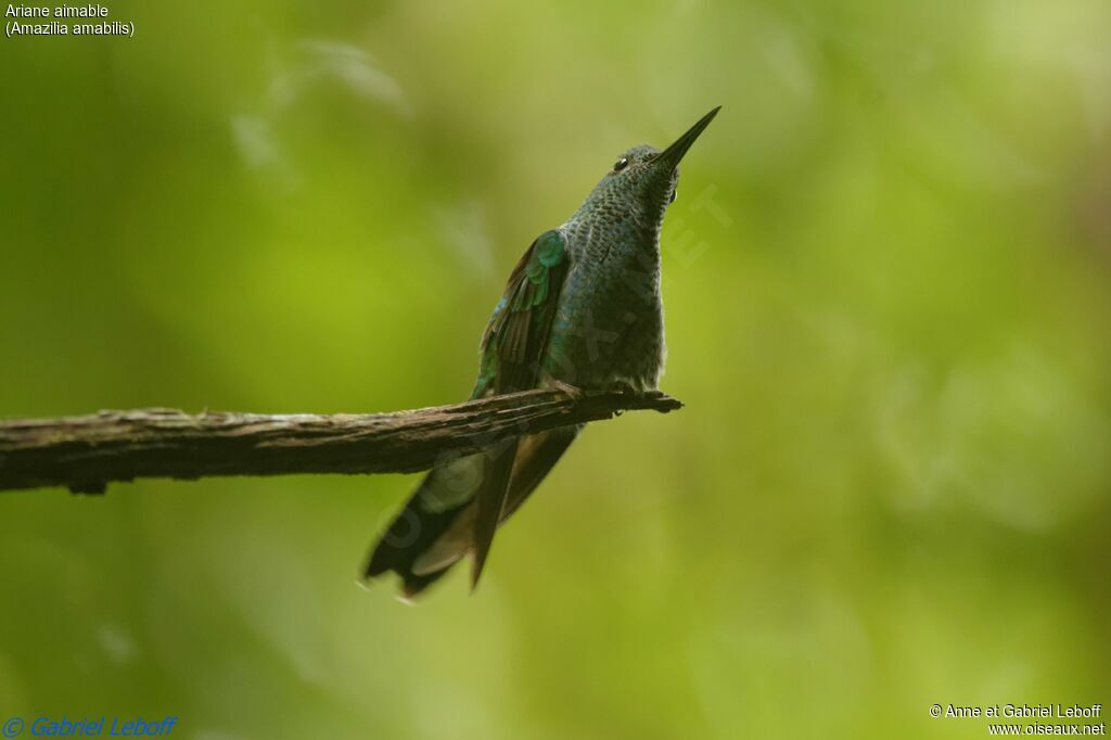 Blue-chested Hummingbird female adult