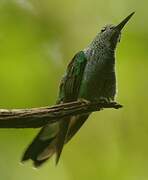 Blue-chested Hummingbird