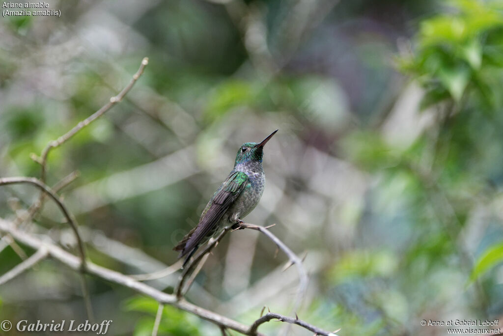 Blue-chested Hummingbirdimmature