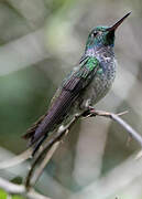 Blue-chested Hummingbird