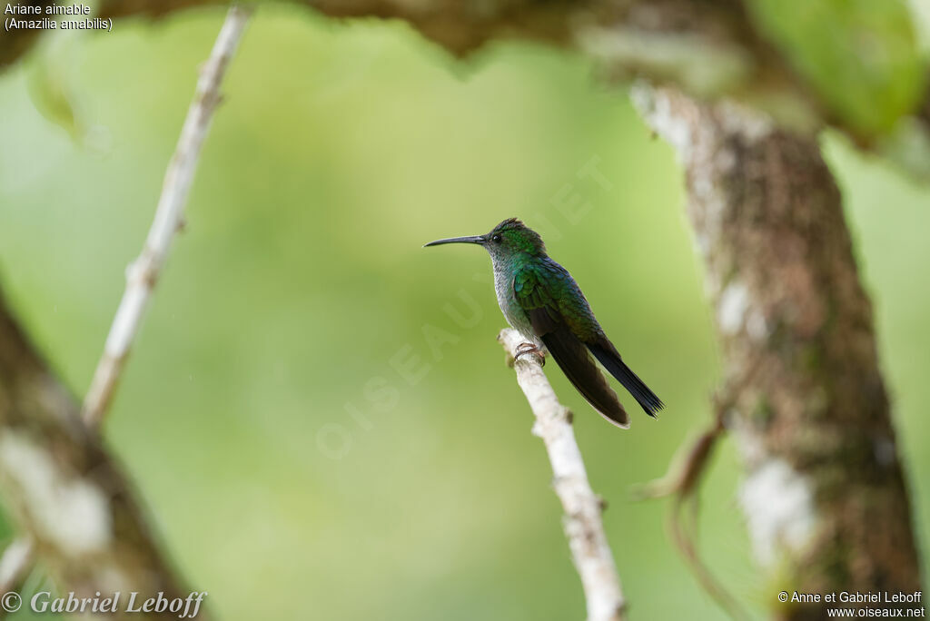 Blue-chested Hummingbird female