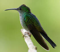 Blue-chested Hummingbird