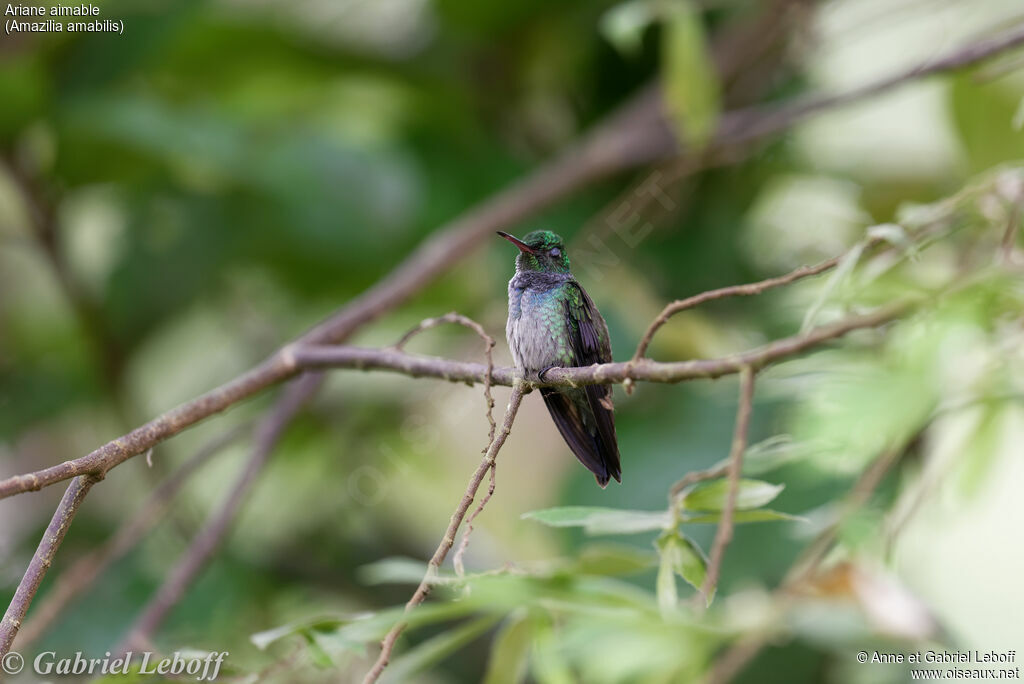 Blue-chested Hummingbird male