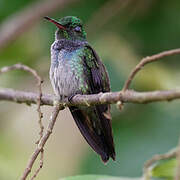 Blue-chested Hummingbird