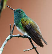 Snowy-bellied Hummingbird