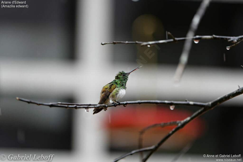 Snowy-bellied Hummingbird