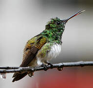 Snowy-bellied Hummingbird