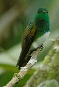 Snowy-bellied Hummingbird