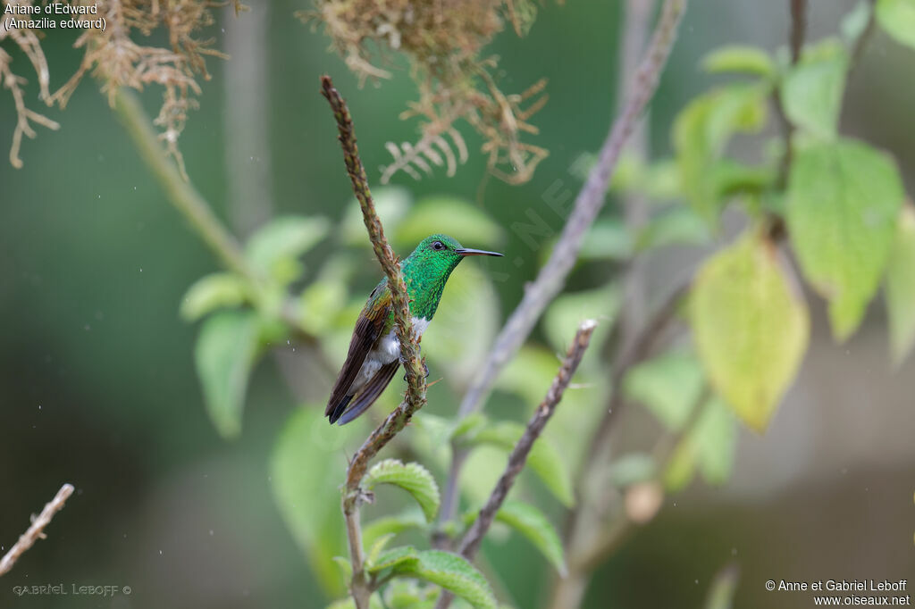 Snowy-bellied Hummingbirdadult