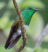 Snowy-bellied Hummingbird