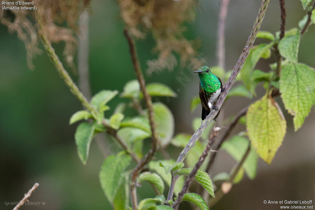 Snowy-bellied Hummingbird