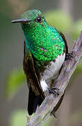 Snowy-bellied Hummingbird