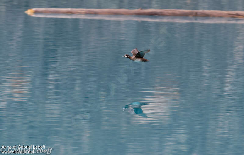 Harlequin Duck female adult, Flight