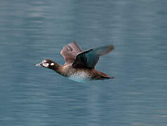 Harlequin Duck