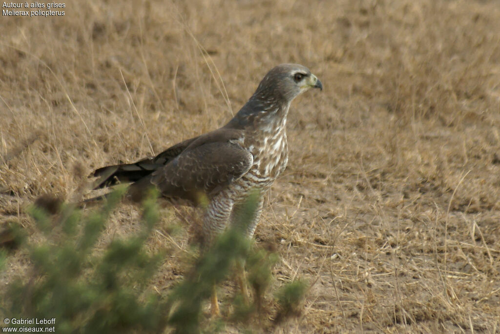 Autour à ailes grisesimmature