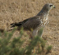 Eastern Chanting Goshawk