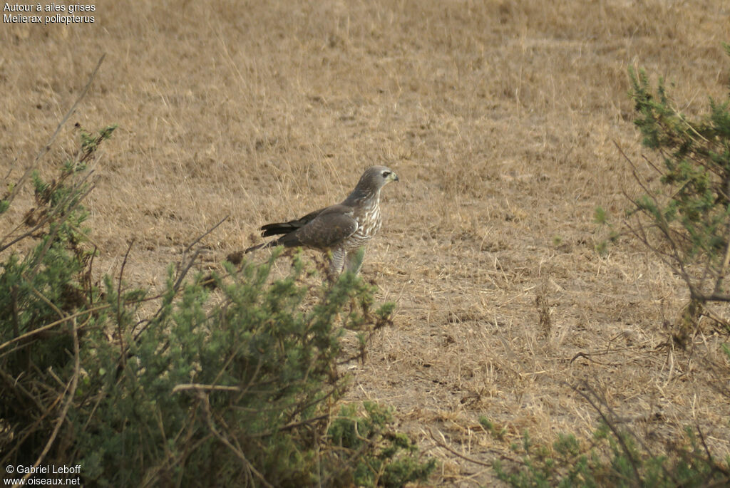 Autour à ailes grisesimmature