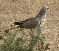 Eastern Chanting Goshawk