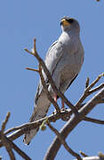 Eastern Chanting Goshawk