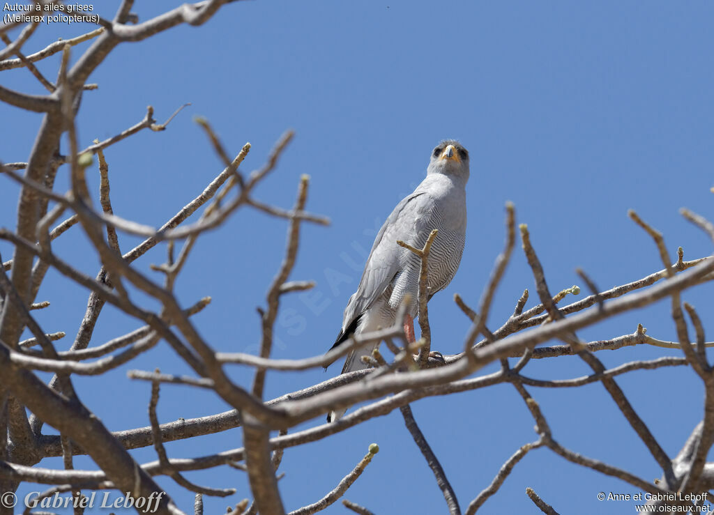 Eastern Chanting Goshawkadult