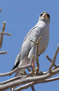 Eastern Chanting Goshawk