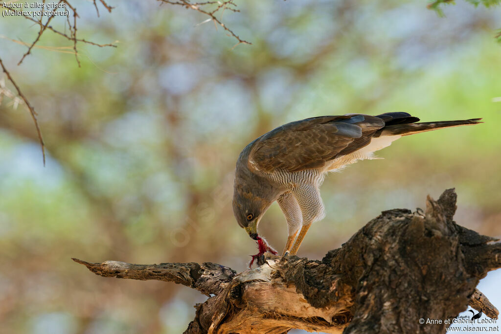 Autour à ailes grises