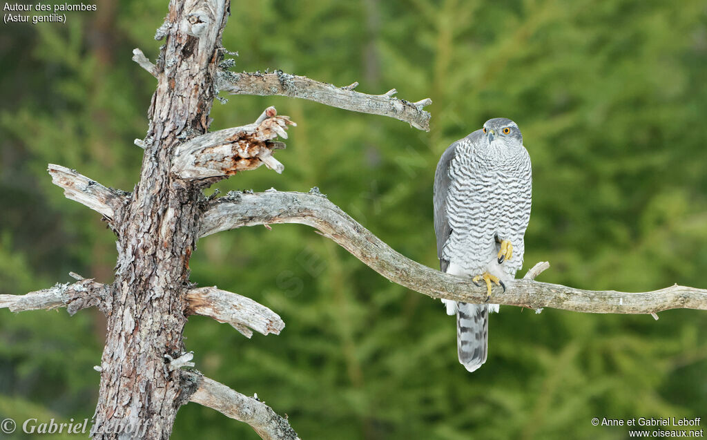 Eurasian Goshawk