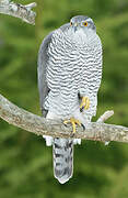 Eurasian Goshawk