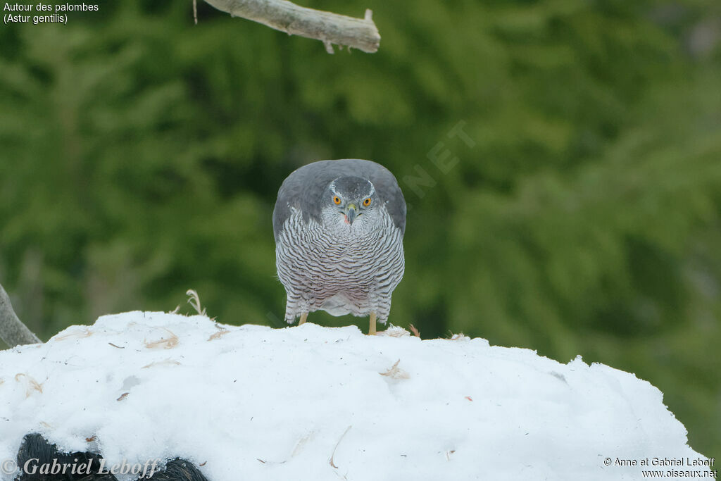 Eurasian Goshawk