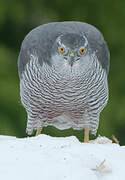 Eurasian Goshawk